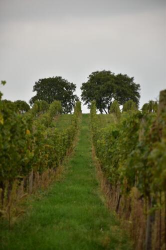 Řádky ve vinohradu za cihelnou v Mikulově vedou až za obzor... 