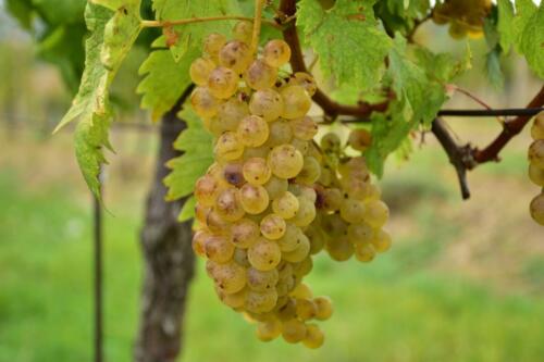 Veltlínské zelené v plné kráse!