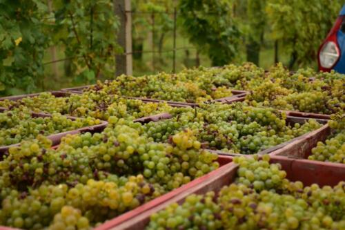 Plný vozík, potěcha pro oko!