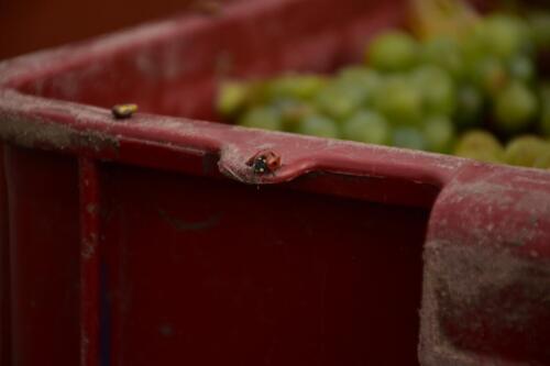 Bez berušek by to nešlo